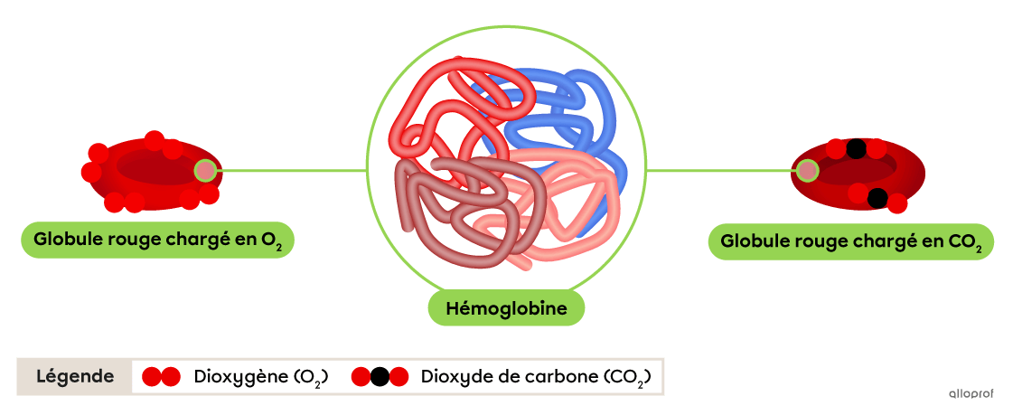 Des particules de dioxygène sur un globule rouge vif, une molécule d’hémoglobine et des particules de dioxyde de carbone sur un globule rouge foncé.