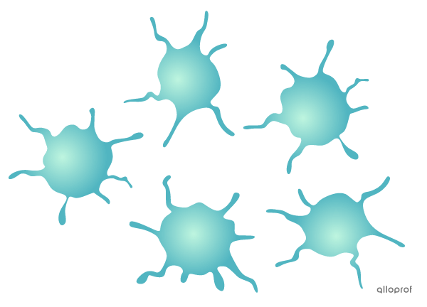 Les plaquettes sanguines sont en forme de disque avec des prolongements sur leur pourtour qui ressemblent à des petits tentacules.