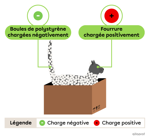 Un chat dans une boite de carton avec des boules de polystyrène collées sur sa fourrure.